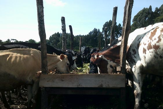 Cows feeding at a trough